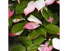 215���. ��������� ��������� ������ ����������� (���������).jpg