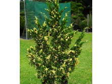 95,7���. ������������ Juniperus chinensis Variegata.jpg