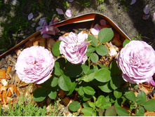 Lavender Ice (14).JPG