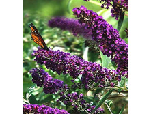 ������� ���� ����-150