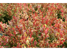 �������� �������� ������ ����-229�.jpg