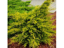 95,7���. ������������ Juniperus chinensis Kuriwao Gold.jpg