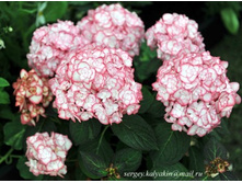 ��������� ���� ����� 226