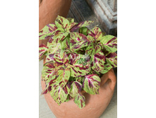 ������ ��������� ���� ������� 3�� 36.jpg