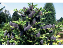 117,7���. ����� Abies koreana.jpg