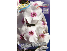 87,67���. ����� NEON- ����� �������(�������� ���� �� 3 ��., ����������� ����� 1��.).jpg