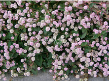 ����� ���������� ����� ������ 0,1�� 8,5.jpg