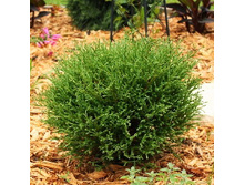 101,2���. ��� Thuja occidentalis Mr Bowling Ball.jpg