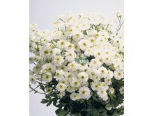 ���������� ��������� 20�� 12.jpg