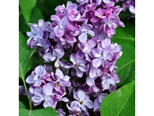 190���. ������ ������������ ����� ����������.jpg