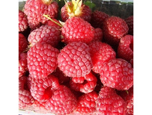 190���. ������ �������.jpg