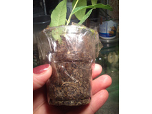 : �������� ����, Backhousia citriodora,