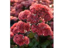 188,3���. ������ ������ ���(�������� ���� �� 1 ��., ����������� ����� 1��.)���16.jpg