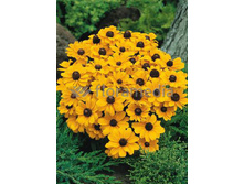 100,4���. �������� ���� ����(�������� ���� �� 1 ��., ����������� ����� 1��.)���16.jpg