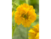 65,15���. �������� ���� ���������(�������� ���� �� 2 ��., ����������� ����� 1��.).jpg