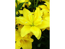 40,04���. ����� ������ ������� (AS HYBRID)(�������� ���� �� 7 ��., ����������� ����� 1��.)���15.jpg