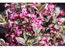 ������� ����-207.jpg