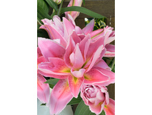 59���. ����� ROSELILY ������(�������� ���� �� 5 ��., ����������� ����� 1��.)���15.jpg