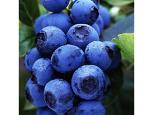 175���. �������� �������.jpg