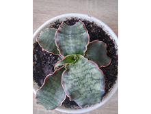 20150918 134223 HDR.jpg