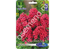 ���� �����.jpg