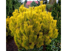 420,2���. ����� Pinus mugo Golden Glow.jpg