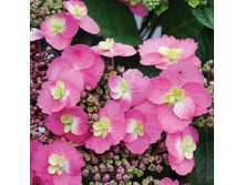 280���. ��������� �������������� ������ �����.jpg