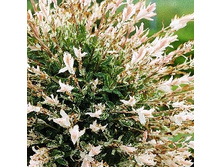 127���. ��� ������������� ������ ������.jpg