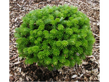 139,7���. ����� Abies koreana Brillant.jpg