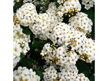 122���. ������ ������.jpg