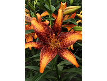 39,64���. ����� ��������(�������� ���� �� 5 ��., ����������� ����� 1��.).jpg