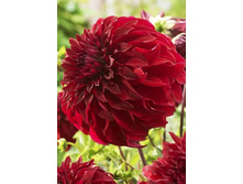 100,5���. �������� ���������(�������� ���� �� 1 ��., ����������� ����� 1��.)���15.jpg