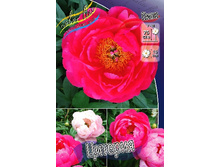 221,5���. ���� �������(�������� ���� �� 1 ��., ����������� ����� 1��.).jpg