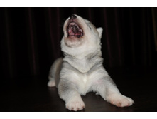 ������ №1 ( 14 ����) -���������