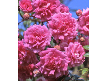 170���. ���� ��������� ����� ������ ���16.jpg