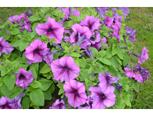 ������� Daddy Sugar