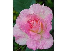 ����� ������� 220���. (����� �������� ��� 10��.).jpg