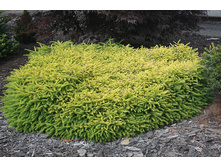 172,7���. ��� Picea abies Vermont Gold.jpg