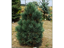 442,2���. ����� Pinus cembra Glauca.jpg