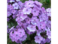 ����� ����������� ��� ��������.jpg