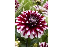 94���. �������� ����� ��� ���(�������� ���� �� 1 ��., ����������� ����� 1��.)���15.jpg