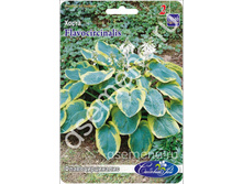 �����	���������������	Flavocircinalis