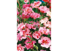 ������� ��������������� ����� ����� 0,1�� 8.jpg