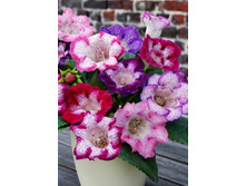 62,4���. ��������� ������� ����(�������� ���� �� 3 ��., ����������� ����� 1��.)���15.jpg