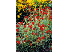 �������� ����������� ������ 0,3�� 13.jpg