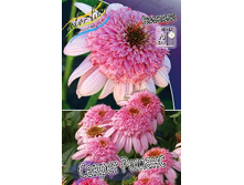 279,5���. �������� ������ ������(�������� ���� �� 1 ��., ����������� ����� 1��.).jpg