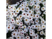 ����� ������������� ������.jpg