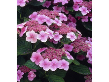 141���. ��������� �������������� ������ ��������.jpg