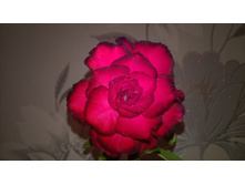 WP 20151018 18 44 58 Pro.jpg