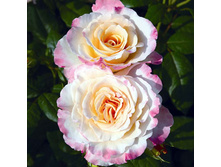 �������� 220���. (����� �������� ��� 10��.).jpg